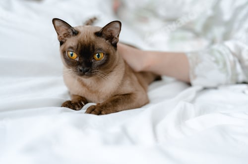 Preview: a brown burmese cat lies on a bed with white sheets. the owner pets the cat.