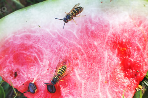 Preview: wasp on a watermelon close up on a grass background. A wasp macro.