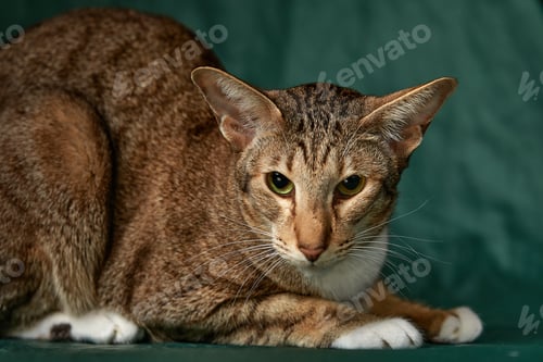 Preview: A growling domestic cat in the park. Photographed close-up.