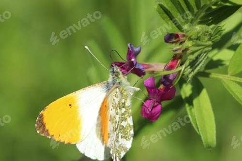 Preview: blossom, flora, plant, pink, green, background, beautiful, insect, butterfly