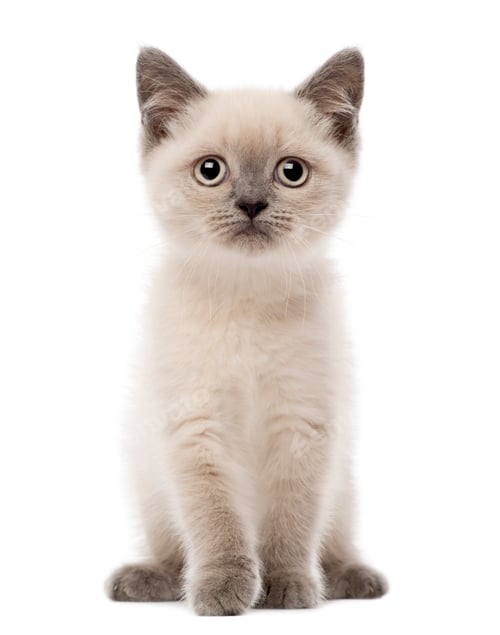 Preview: Portrait of British Shorthair Kitten sitting, 10 weeks old, against white background