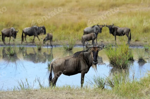 Preview: Wildebeest in National park of Kenya