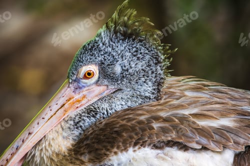 Preview: Portrait of a spot-billed pelican, Gray pelican's head with vibrant orange eye close up