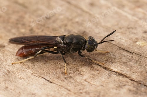 Preview: Detailed closeup on a cosmopolitian species, the black soldier fly, Hermetia illucens