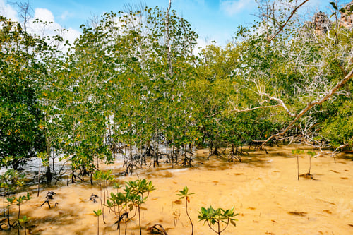 Preview: Swampy mangroves with muddy water and green trees and plants.