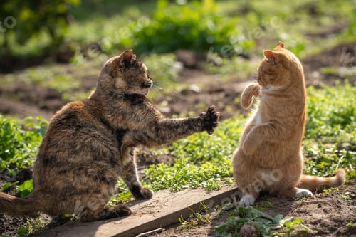 Preview: Don’t touch me.A turtle-colored cat fights with a ginger cat.Two cats keep social distance.High five