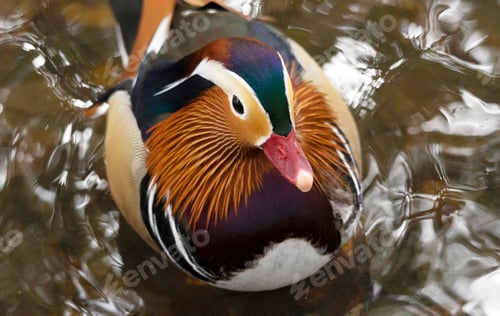 Preview: Close-up of a male Mandarin duck (Aix galericulata) swimming on the water of a lake