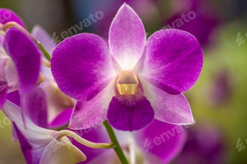 Preview: Purple And Pink Backlit Orchid Grows In The Tropical Springtime Garden