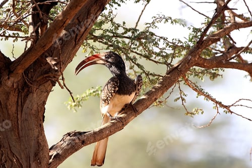Preview: Hornbill on a branch with blur background