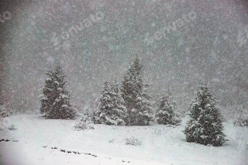 Preview: Snowy fir forest in winter mountains