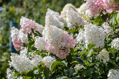 Preview: Hydrangea paniculata sort Limelight: hydrangea with green flowers blooms in the garden in summer