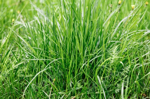 Preview: grass in early morning. Sunny day concept. Natural background. grass close-up