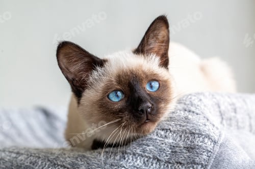 Preview: Cute kitten siamese cat indoor
