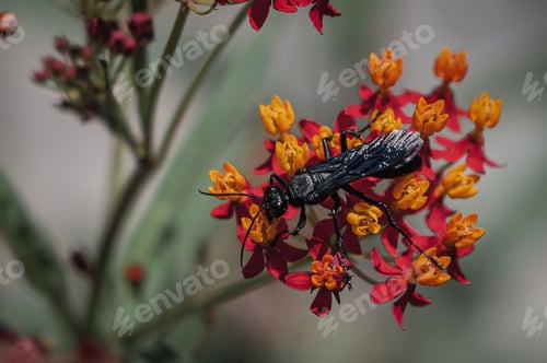 Preview: Black insect perched atop a collection of red and yellow flowers