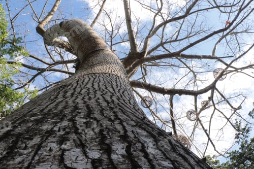 Preview: Centennial paineira, defoliated