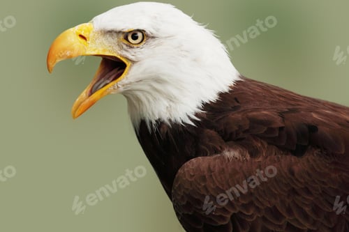 Preview: eagle, bald, us