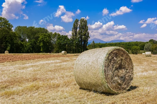 Preview: Agricultural landscape.Harvested field with straw bales in summer.