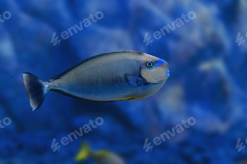 Preview: Bignose Unicornfish (Naso vlamingii) - Marine fish