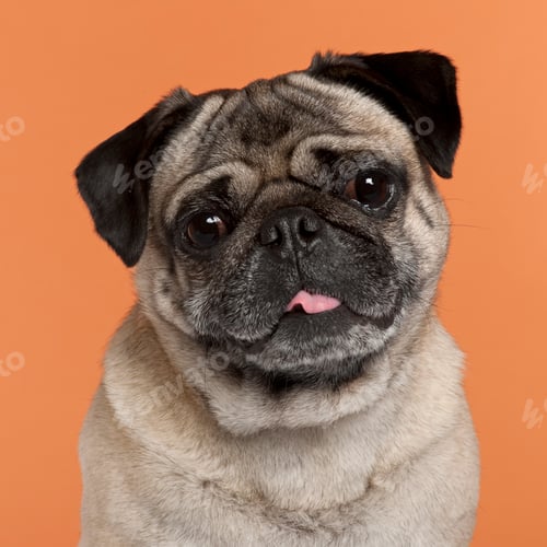 Preview: Pug (2,5 years old)