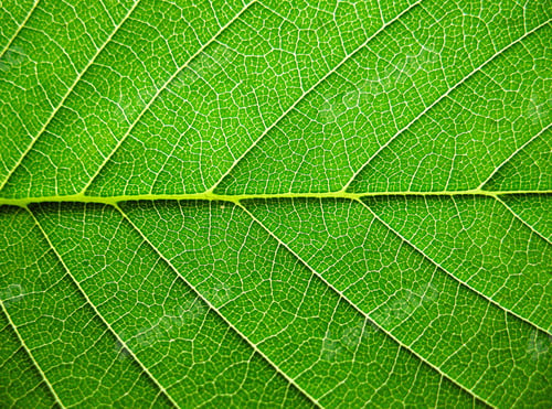 Preview: Leaves, close-up