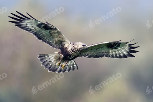 Preview: Rough-legged buzzard (Buteo lagopus)
