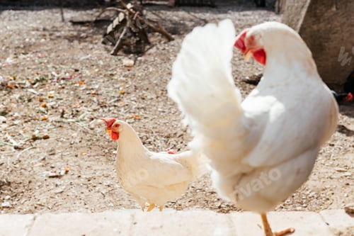 Preview: White chickens on farm yard stair in daytime