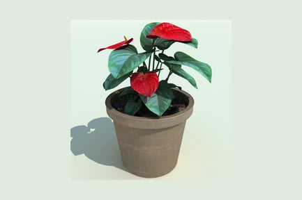 Vista previa: Anthurium en maceta con dos flores