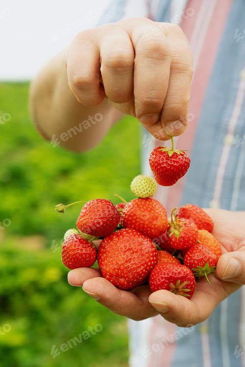 Preview: Fresh Strawberry picking in the field