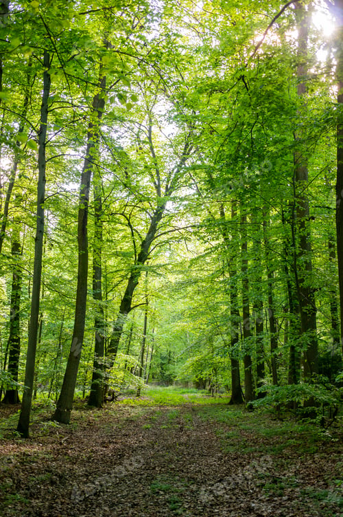Preview: Beautiful view of a pathway in a forest surrounded by trees