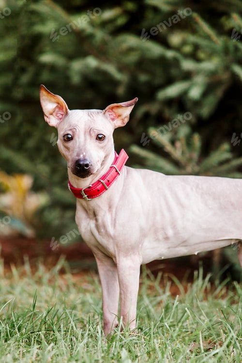 Preview: American Hairless Terrier dog for a walk in the park