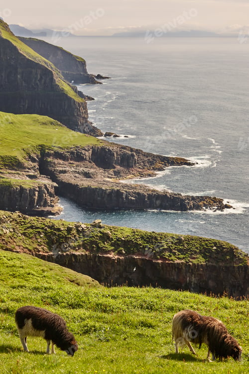 Preview: Lambs grazing on the Faroe islands green cliffs