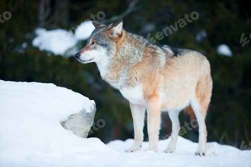 Preview: Wolf in the cold winter forest