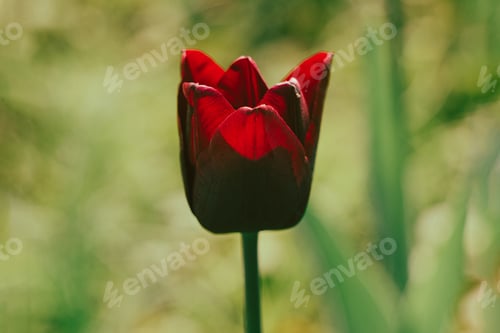 Preview: Netherlands tulips close-up selective focus blurred background. Tender flower blossom garden spring