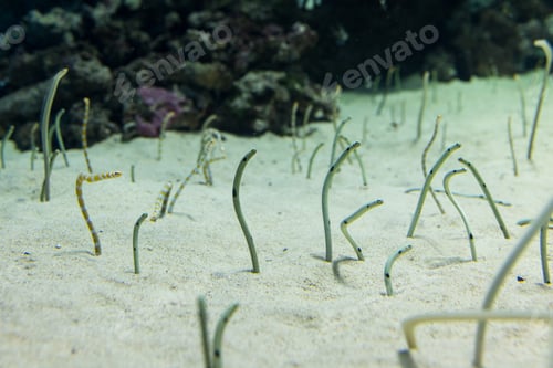 Preview: Spotted garden eel in the aquarium