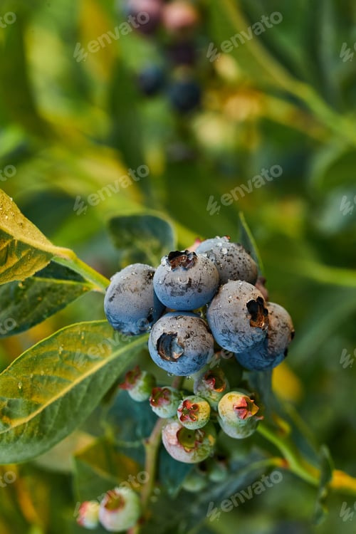 Preview: Blueberry bush on sunset, organic ripe with succulent berries, just ready to pick