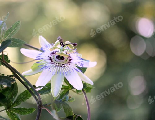 Preview: Passiflora flower, Passiflora caerulea - close up view