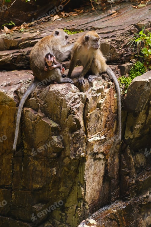 Preview: Monkeys resting on a rock near a water source in a lush forest setting during the afternoon sunlight