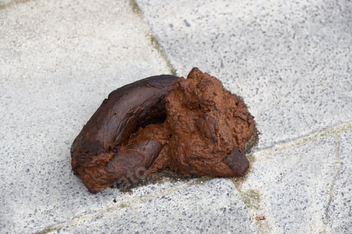 Preview: dog dirt, turd, poo or pile of shit on sidewalk
