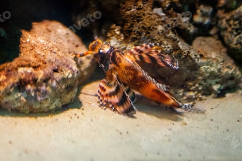 Preview: Ocellated Lionfish (Dendrochirus biocellatus) - Marine fish