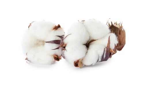 Preview: Beautiful fluffy cotton flowers on white background