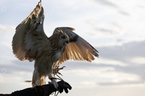 Preview: Magnificent Owl Spreading Wings Wide Against Cloudy Sky