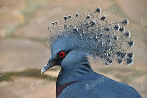 Preview: Close up side portrait of Victoria crowned pigeon