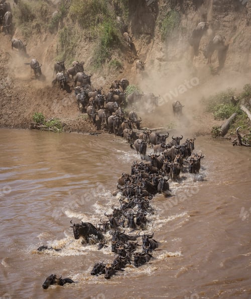 Preview: The Great Wildebeest Migration
