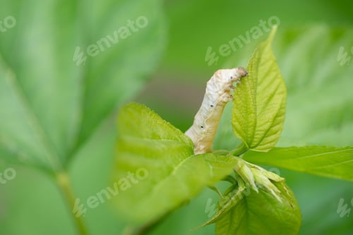Preview: silkworm