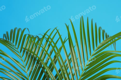Preview: Tropical leaves on blue background, closeup. Stylish interior element