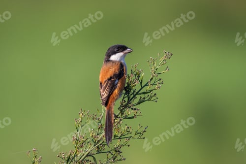 Preview: Vibrant bird perched on a branch