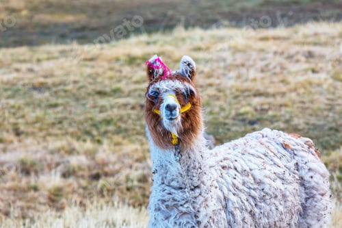 Preview: Alpaca