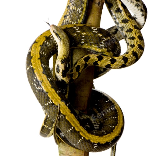 Preview: Rat snake