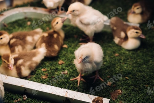 Preview: Little chickens and ducklings bask in the sun on the grass