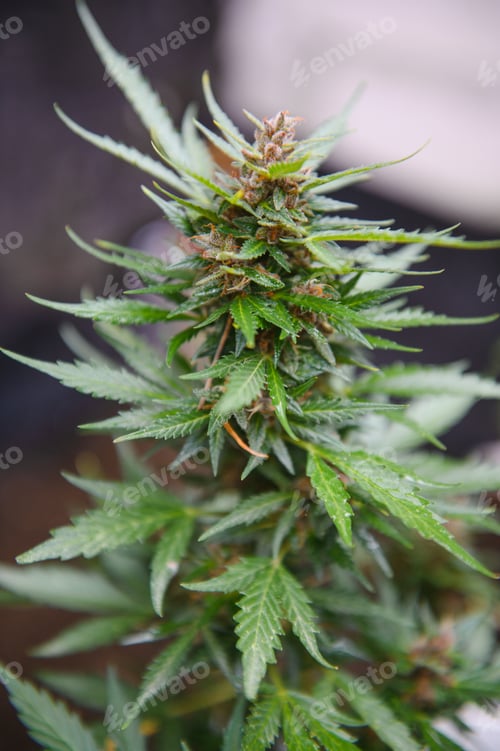 Preview: cannabis (marijuana) plant. growing marijuana at home for medical purposes